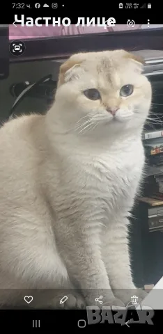 Шотландец колор поинт  за разплод