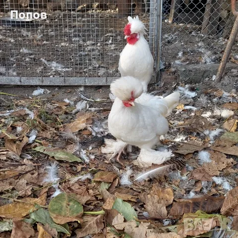 Продавам джинки
