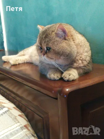 Разкошни шотландски котенца, снимка 10 - Британска късокосместа - 56688456