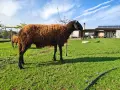 Продавам коч на две години , снимка 3