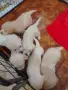 Кученца Лабрадор Ретривър , снимка 3