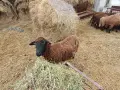 овце 10 бройки бременни , снимка 4