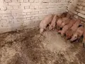 Домашни прасета, снимка 2