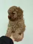 Той пудел toy poodle МОМЧЕ , снимка 3