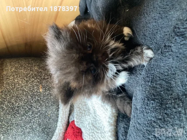 Персийски котета, снимка 3 - Персийска - 56681810