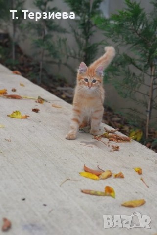 Продавам сибирски котенца 