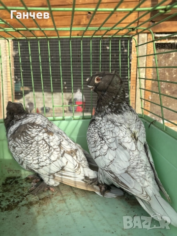 гълъби блондинети 