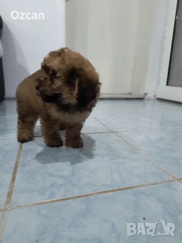 МалТипу ♥️🐶🐶🐶🐶🐶