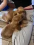 Кученца кокер шпаньол, снимка 5