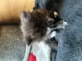 Персийски котета, снимка 3