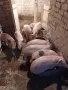 Домашни прасета, снимка 5