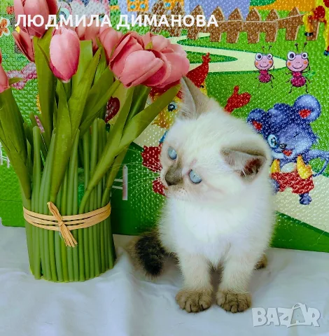 Шотландски мъжки женски със сини очи. 