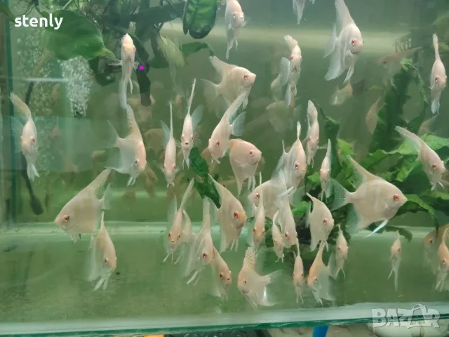 Albino Dantum angelfish, снимка 3 - Рибки - 56737575
