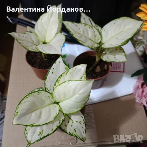 екзотични цветя Аглаонема и хомаломена 
