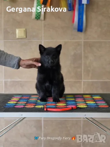 Шиперке / Schipperke, снимка 4 - Други - 55357854
