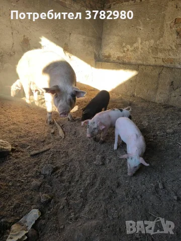 Малки   прасета  
