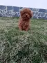 Момче Той Пудел, снимка 1