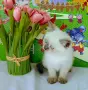 Шотландско мъжко със сини очи , снимка 4