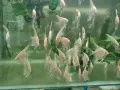 Albino Dantum angelfish, снимка 3