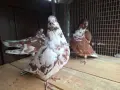 Продавам гълъби, снимка 3