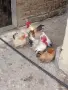Продавам кокошки шабо,, снимка 3