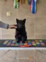 Шиперке / Schipperke, снимка 4