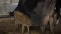 продавам телета , снимка 2