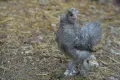 Кокошки и петли Копринки, снимка 7