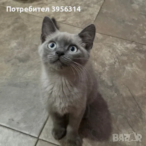 продава се Blu Point