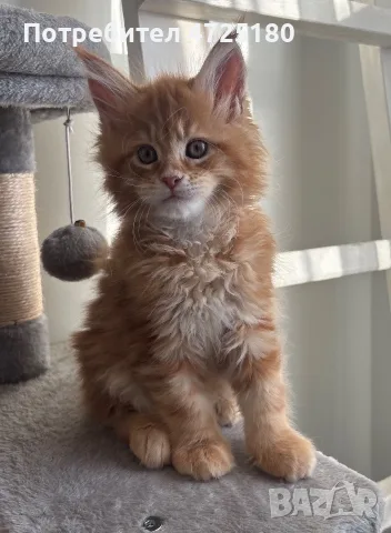 Maine Coon Kittens