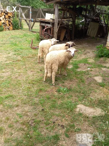 Продавам агнета , снимка 5 - Овце - 56613637