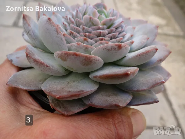 Сукуленти Echeveria различни видове, снимка 6 - Стайни растения - 56716473