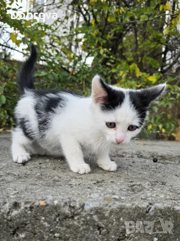 Три мъжки котенца търсят дом, снимка 8 - Други - 56750367
