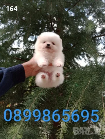 Померани. Прекрасен избор!, снимка 5 - Померан - 56744435