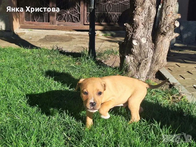  Пидбулчета момче и момиче, снимка 3 - Питбул - 56719311
