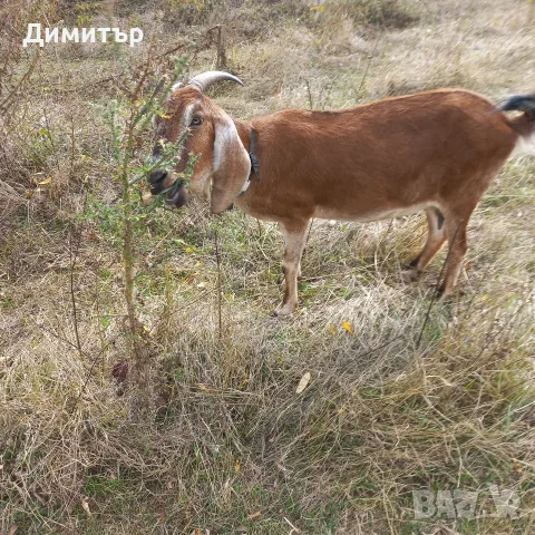 продават се две кози