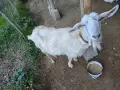 СПЕШНО! Продавам 3 КОЗИ, БРЕМЕННИ, снимка 4