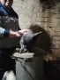 мъжки френски булдог , снимка 4