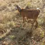 продават се две кози, снимка 4