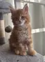 Maine Coon Kittens, снимка 1