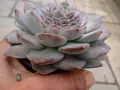 Сукуленти Echeveria различни видове, снимка 6