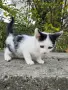 Три мъжки котенца търсят дом, снимка 8