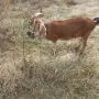 продават се две кози, снимка 1