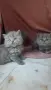 Продавам британски котета , снимка 7