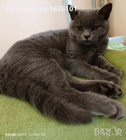 Прекрасен Британец късокосмест 