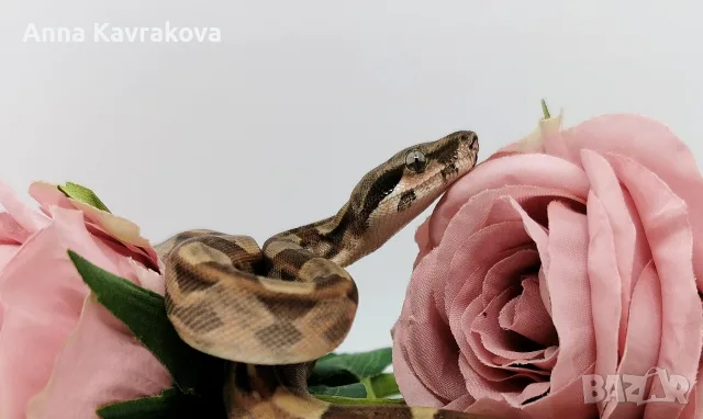Boa constrictor imperator /Боа удушвач, снимка 2 - Змии - 56737814
