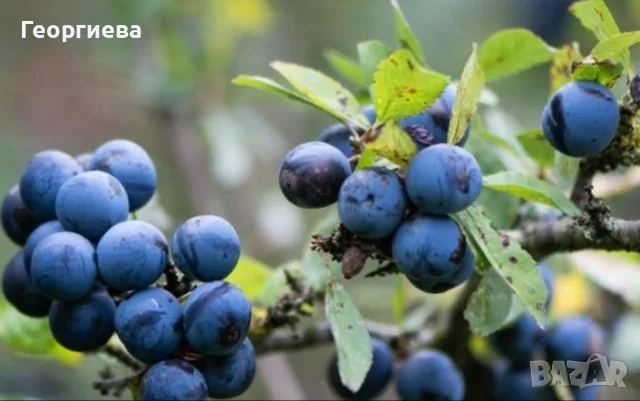 Продавам прясно набрани трънки, снимка 2 - Домашни продукти - 56612881