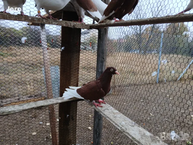 Турски   донеци  
