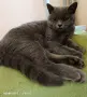 Прекрасен Британец късокосмест , снимка 1