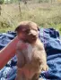 кученца едномесечни, снимка 1